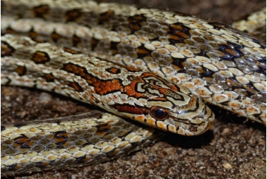 Elaphe Bimaculata