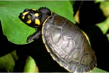 Podocnemis Unifilis