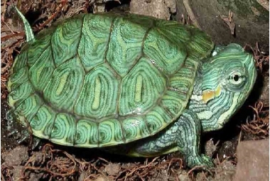 Pseudemys Sp.