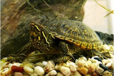 Sternotherus Odoratus