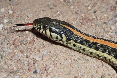 Thamnophis Sp.