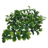 Lucky Reptile Turtle Plants