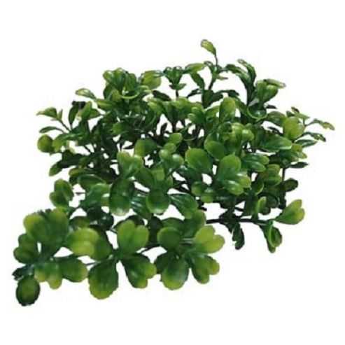 Lucky Reptile Turtle Plants